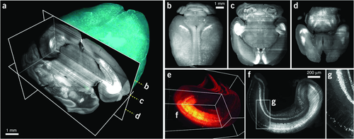Details are in the caption following the image Details are in the caption following the image