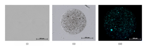 Details are in the caption following the image