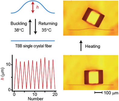 Repeatable Actuations of Organic Single Crystal Fibers Driven by Thermosalient-Phase-Transition-Induced Buckling