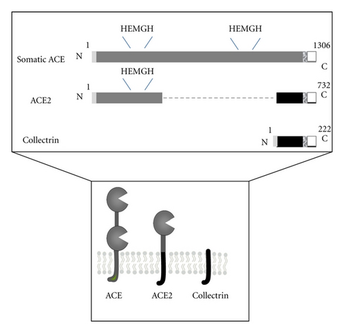 Details are in the caption following the image