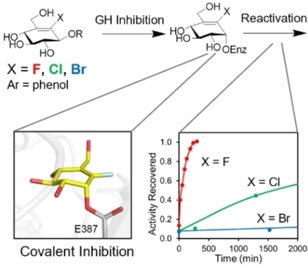 Vinyl Halide-Modified Unsaturated Cyclitols are Mechanism-Based Glycosidase Inhibitors