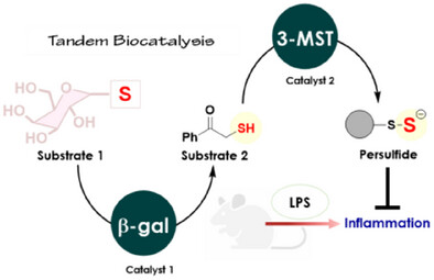 Tandem Biocatalysis to Generate Hydrogen Sulfide and Promote Endogenous Antioxidant Response