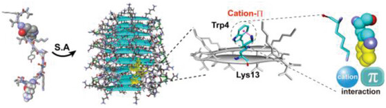 Cation–π Interaction Trigger Supramolecular Hydrogelation of Peptide Amphiphiles