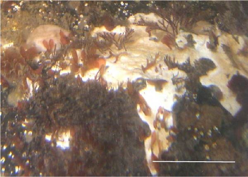 Details are in the caption following the image