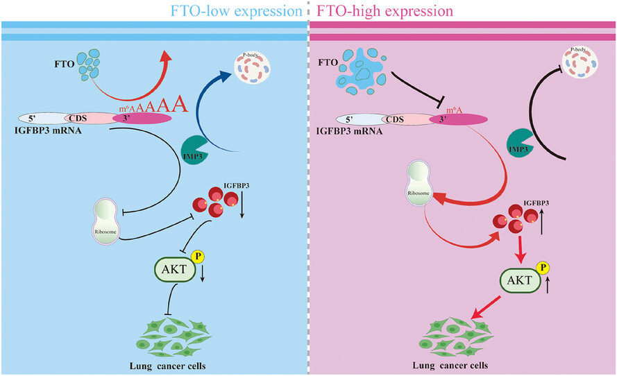 FTO-mediated m6A demethylation regulates IGFBP3 expression and AKT activation through IMP3-dependent P-body re-localisation in lung cancer