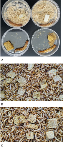 Details are in the caption following the image Details are in the caption following the image