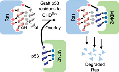 Reengineering of a Proteomimetic Pan-Ras Inhibitor into a Ras Degrader