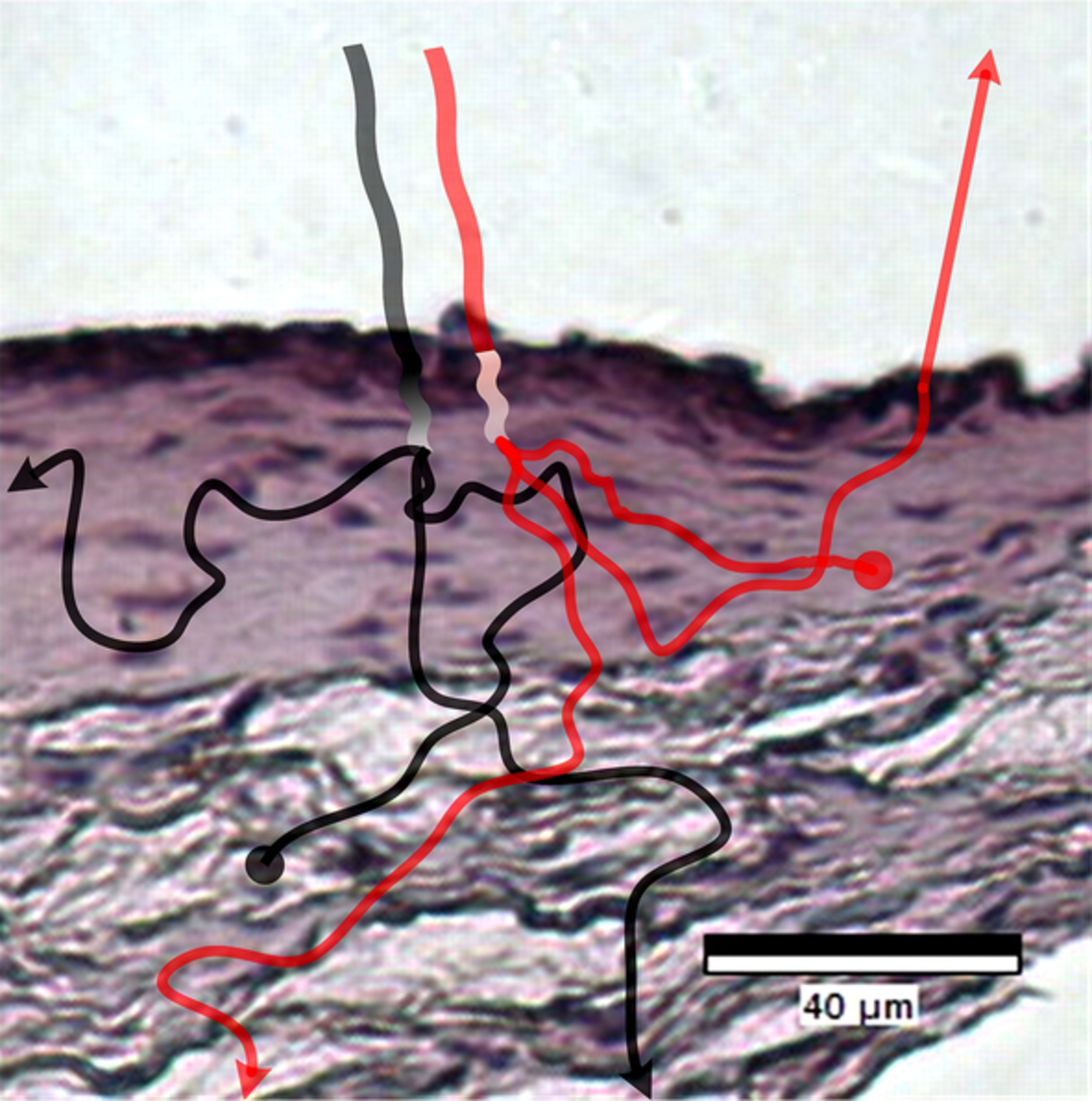 Optical investigation of three-dimensional human skin equivalents: A pilot study