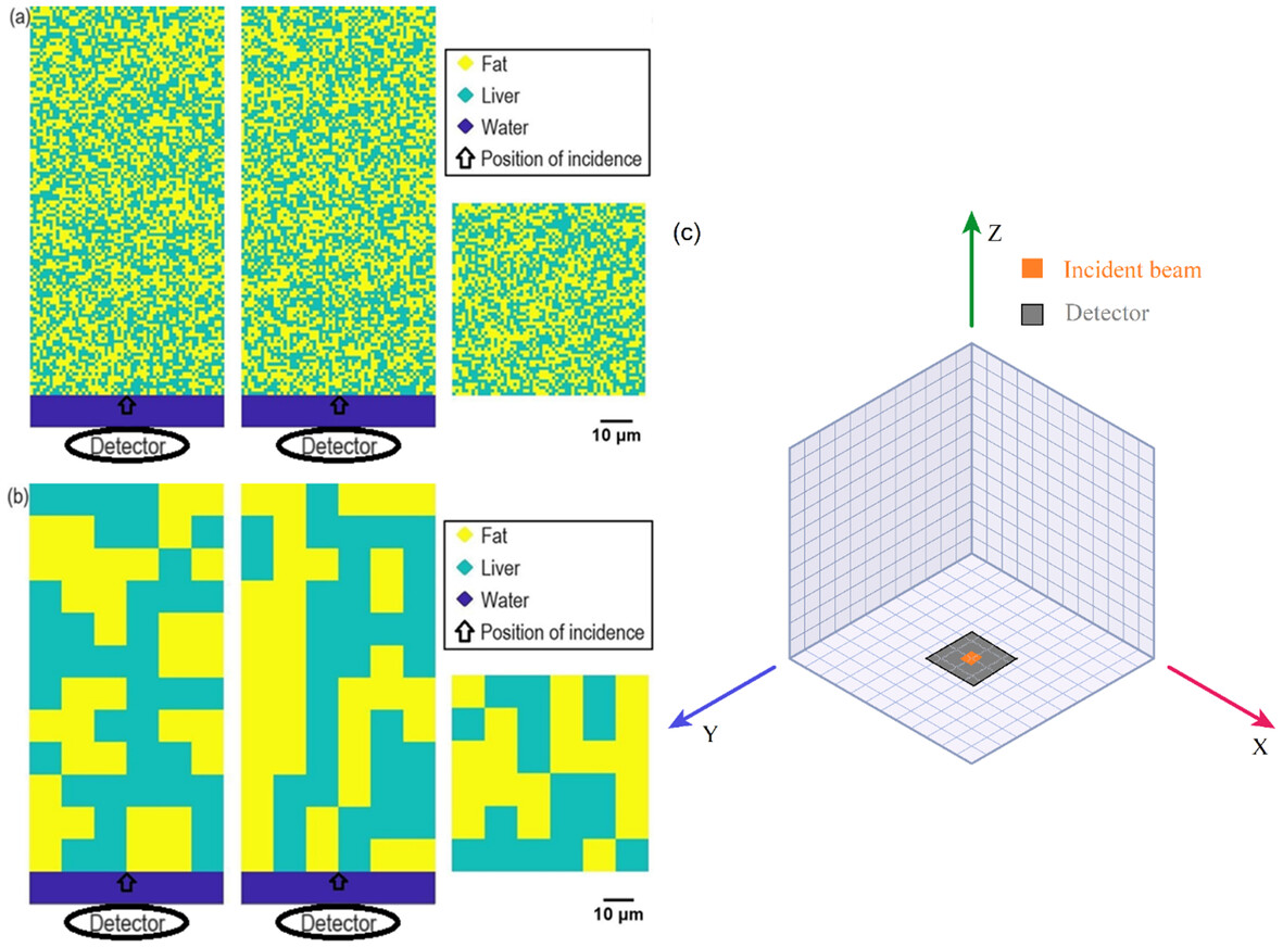 Potential of Raman-Reflectance Combination in Quantifying Liver Steatosis and Fat Droplet Size: Evidence From Monte Carlo Simulations and Phantom Studies