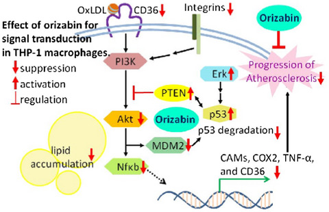 Tithonia diversifolia-derived orizabin suppresses cell adhesion, differentiation, and oxidized LDL accumulation by Akt signaling suppression via PTEN promotion in THP-1 cells