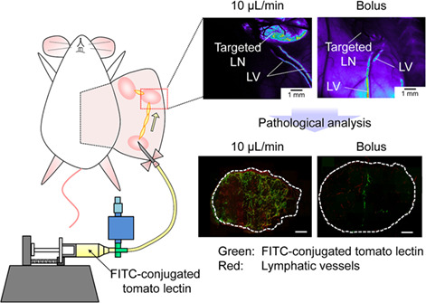 Optimal range of injection rates for a lymphatic drug delivery system