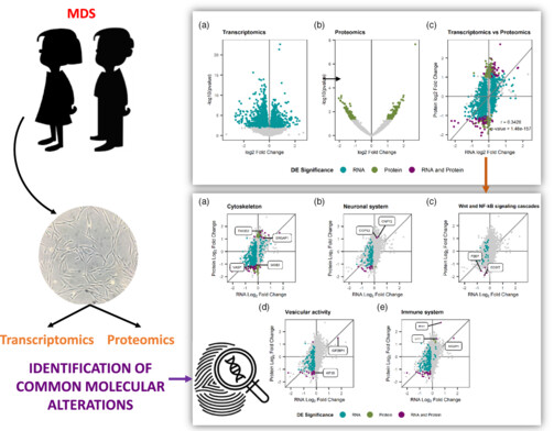 Multi-omics in MECP2 duplication syndrome patients and carriers