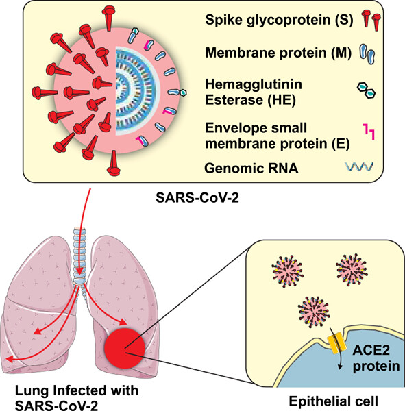 COVID-19 under spotlight: A close look at the origin, transmission, diagnosis, and treatment of the 2019-nCoV disease