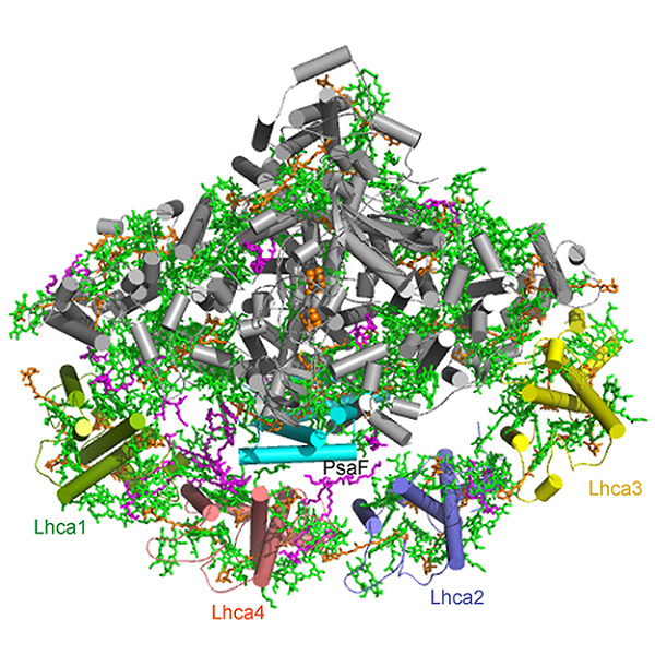 Structure of plant photosystem I−light harvesting complex I supercomplex at 2.4 Å resolution