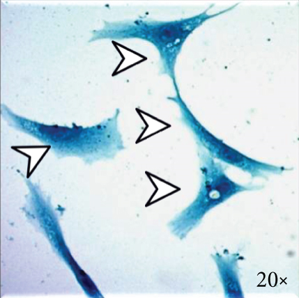 Details are in the caption following the image
