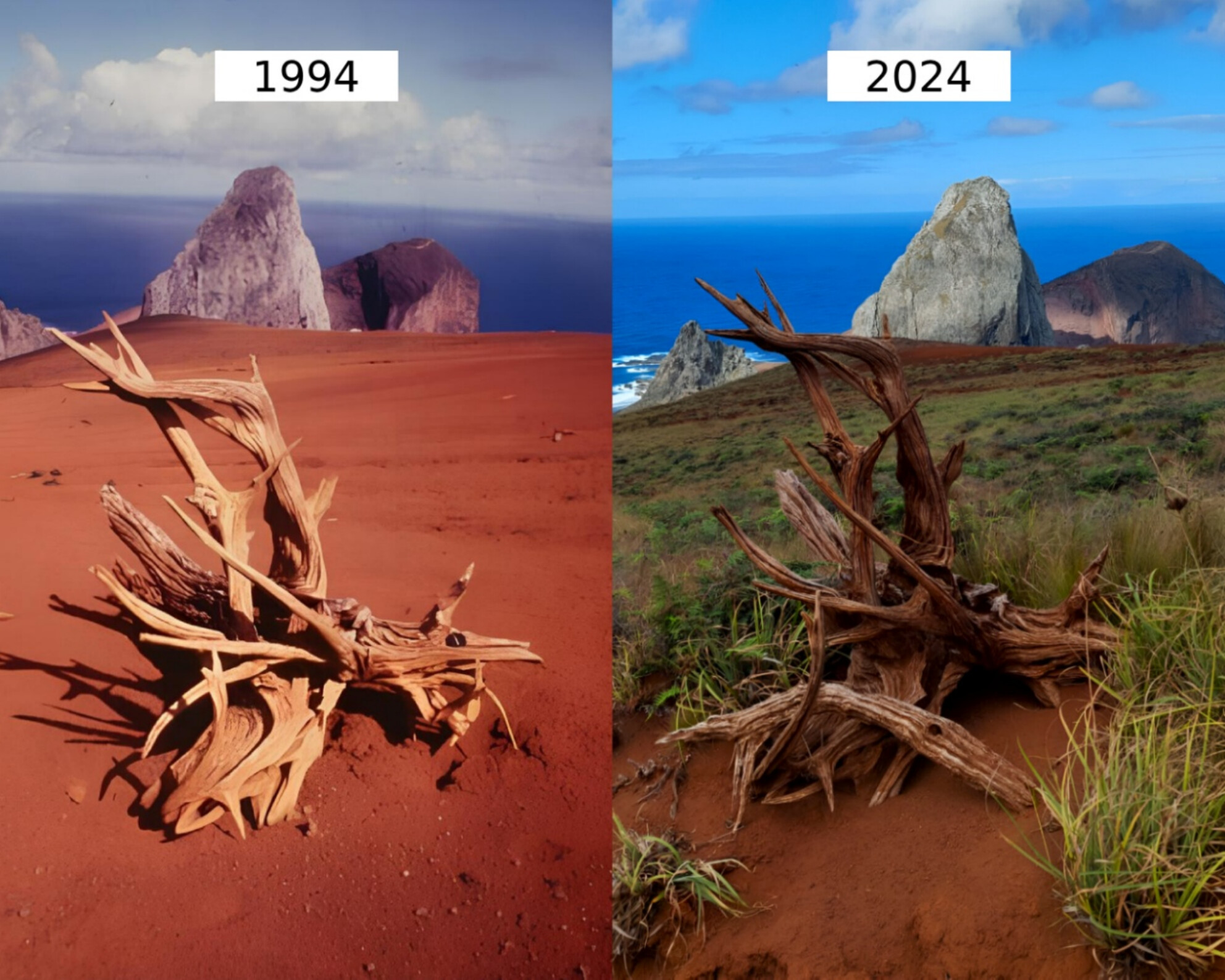 From Disturbance to Recovery: Unveiling the Role of Goats and Ecological Drivers on Vegetation Dynamics of Trindade Island, South Atlantic, Brazil