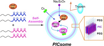 Encapsulation of Myoglobin in PEGylated Polyion Complex Vesicles Made from a Pair of Oppositely Charged Block Ionomers: A Physiologically Available Oxygen Carrier