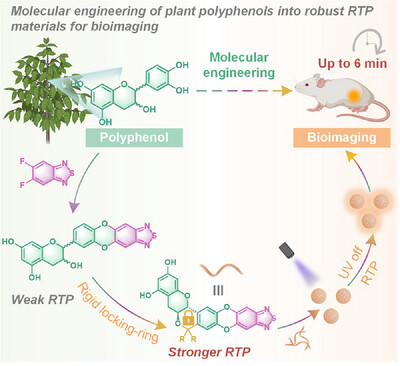 Molecular Engineering of Plant Polyphenols Into Amorphous Room-Temperature Phosphorescent Materials