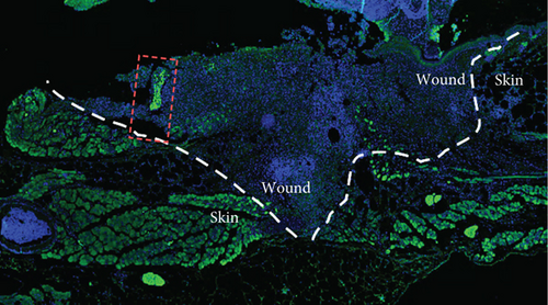Details are in the caption following the image Details are in the caption following the image