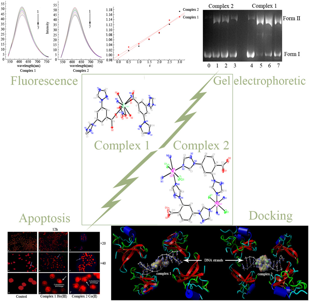 Two Ho(III) and Co(II) complexes constructed from bis(triazol-1-yl)benzoic acid with structurally similar carboxyl ligands: Syntheses, structures and biological activities