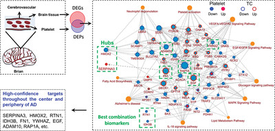 Integrated analyses of brain and platelet omics reveal their common altered and driven molecules in Alzheimer's disease