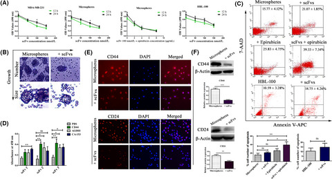 Ribosome display and selection of single-chain variable fragments effectively inhibit growth and progression of microspheres in vitro and in vivo