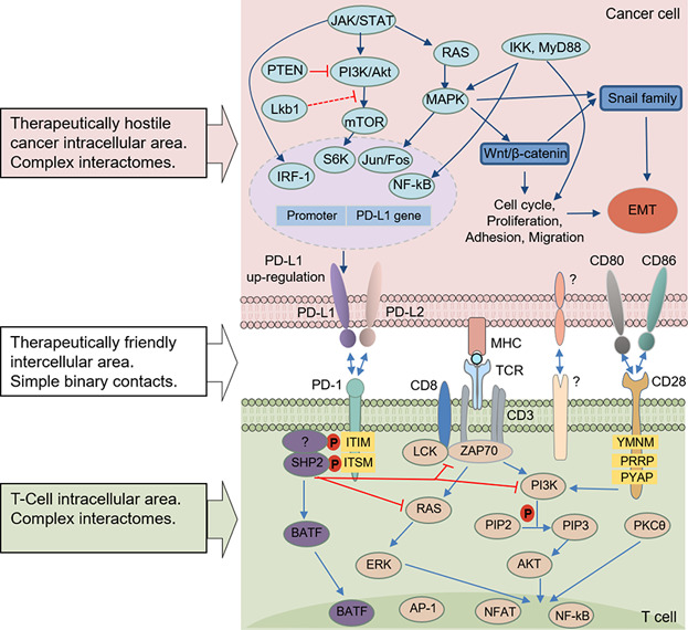 Missed Druggable Cancer Hallmark: Cancer–Stroma Symbiotic Crosstalk as Paradigm and Hypothesis for Cancer Therapy Issue 11, 2018