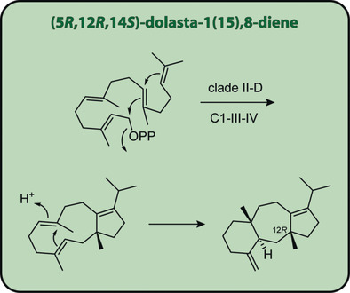 A Clade II-D Fungal Chimeric Diterpene Synthase from Colletotrichum gloeosporioides Produces Dolasta-1(15),8-diene