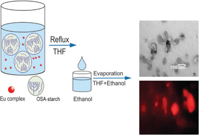 Luminescent Europium Complex-Grafted Octenyl Succinylated Starch Nanoparticles