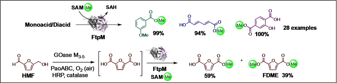Carboxyl Methyltransferase Catalysed Formation of Mono- and Dimethyl Esters under Aqueous Conditions: Application in Cascade Biocatalysis