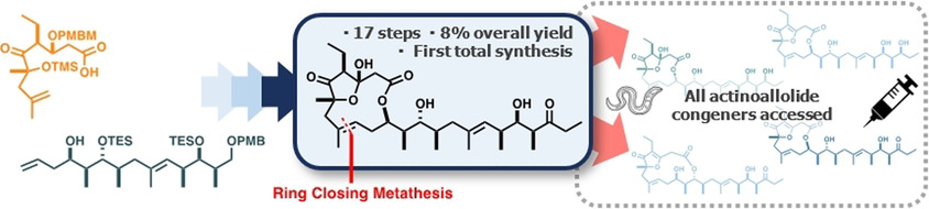 A Unified Total Synthesis of the Actinoallolides, a Family of Potent Anti-Trypanosomal Macrolides