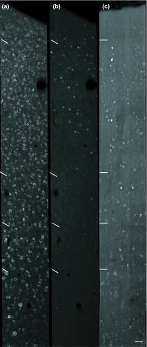 Details are in the caption following the image Details are in the caption following the image