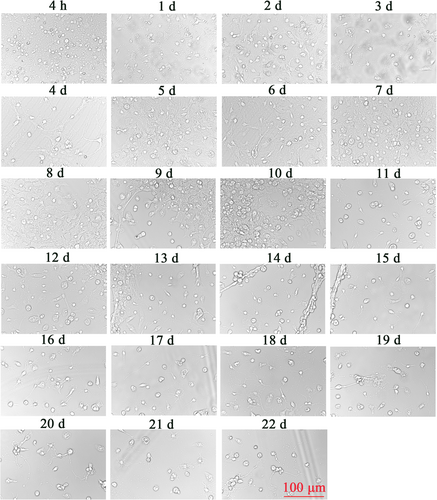 Details are in the caption following the image Details are in the caption following the image
