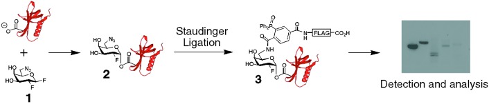 A Strategy for Functional Proteomic Analysis of Glycosidase Activity from Cell Lysates