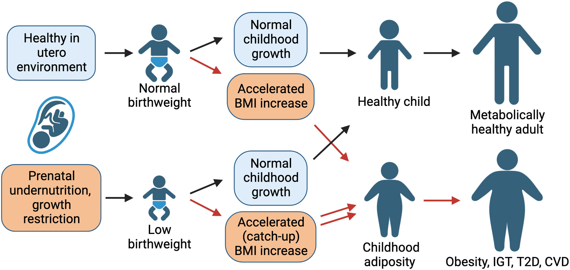 Overnutrition in the early postnatal period influences lifetime metabolic risk: Evidence for impact on pancreatic β-cell mass and function