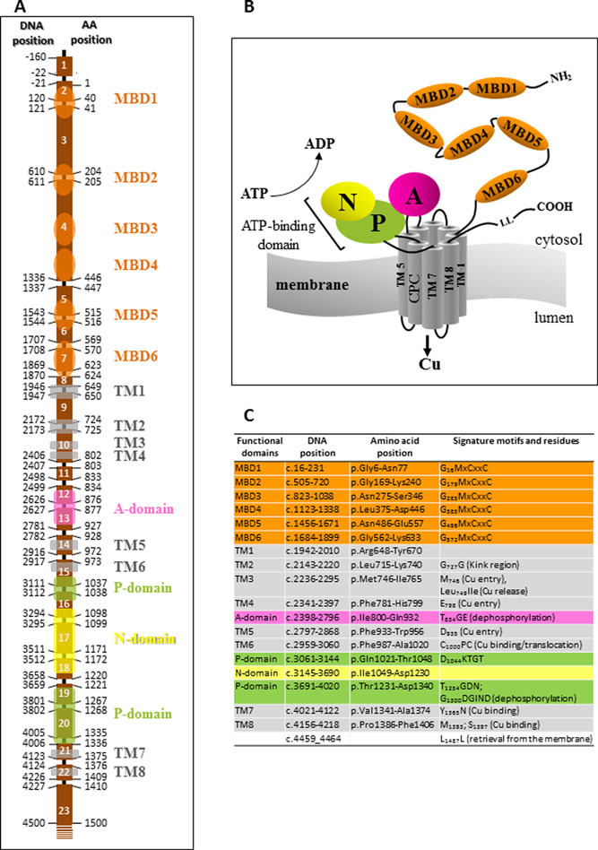 An Overview and Update of ATP7A Mutations Leading to Menkes Disease and Occipital Horn Syndrome
