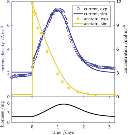 Modeling and Parameter Identification for a Biofilm in a Microbial Fuel Cell