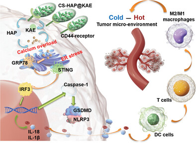 Chondroitin Sulfate-Modified Hydroxyapatite for Caspase-1 Activated Induced Pyroptosis through Ca Overload/ER Stress/STING/IRF3 Pathway in Colorectal Cancer