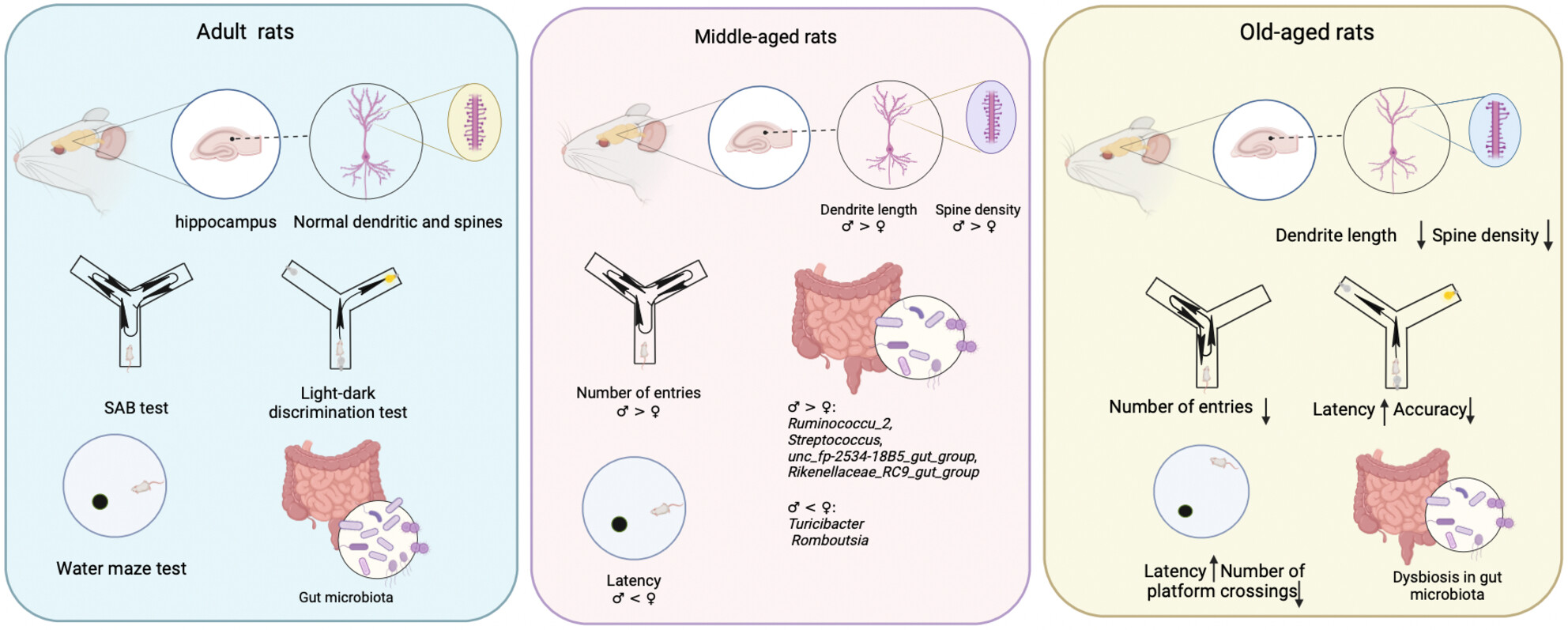 Gender Differences in Dendritic Damage, Gut Microbiota Dysbiosis, and Cognitive Impairment During Aging Processes