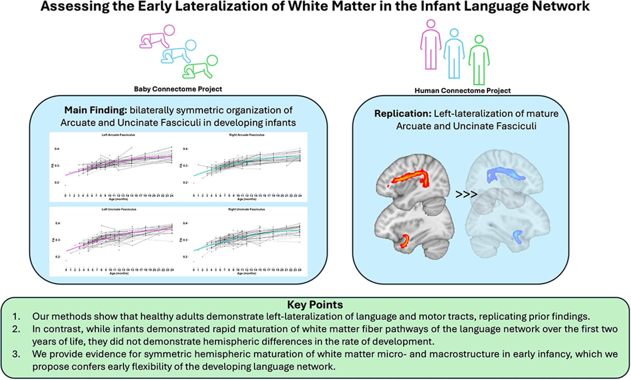 Assessing the Early Lateralization of White Matter in the Infant Language Network