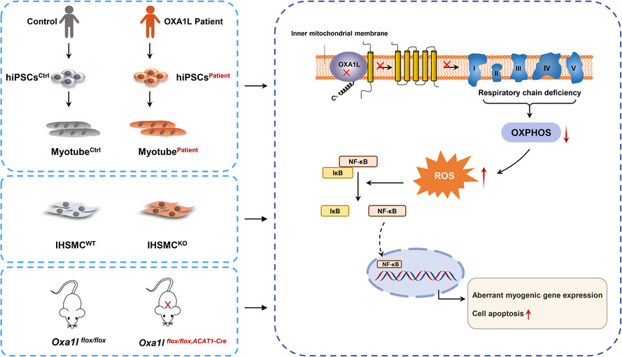 OXA1L deficiency causes mitochondrial myopathy via reactive oxygen species regulated nuclear factor kappa B signalling pathway