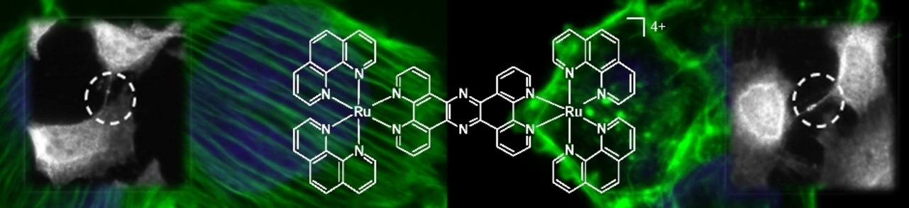 A Ruthenium(II) Polypyridyl Complex Disrupts Actin Cytoskeleton Assembly and Blocks Cytokinesis