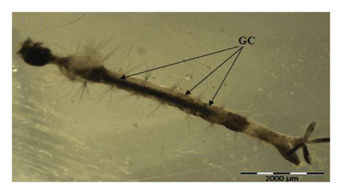 Details are in the caption following the image Details are in the caption following the image