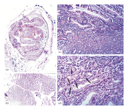 Details are in the caption following the image Details are in the caption following the image