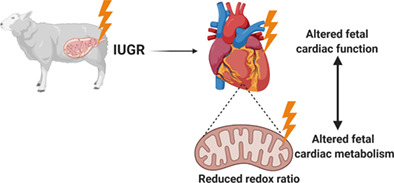 Redox ratio in the left ventricle of the growth restricted fetus is positively correlated with cardiac output