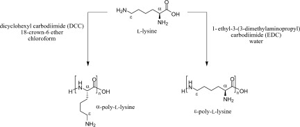 Ways of selective polycondensation of L-lysine towards linear α- and ε-poly-L-lysine