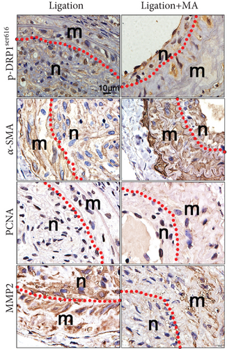 Details are in the caption following the image Details are in the caption following the image
