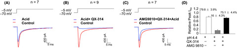 QX-314 inhibits acid-induced activation of esophageal nociceptive C fiber neurons