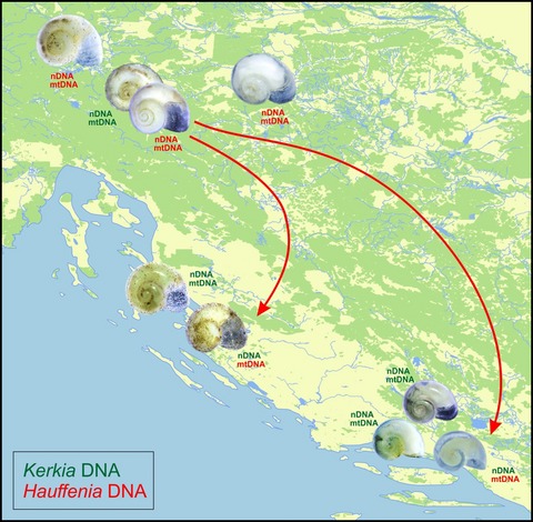 Phylogenetic relationships in Kerkia and introgression between Hauffenia and Kerkia (Caenogastropoda: Hydrobiidae)