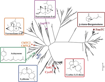 Discovery and Characterization of a New Family of Diterpene Cyclases in Bacteria and Fungi